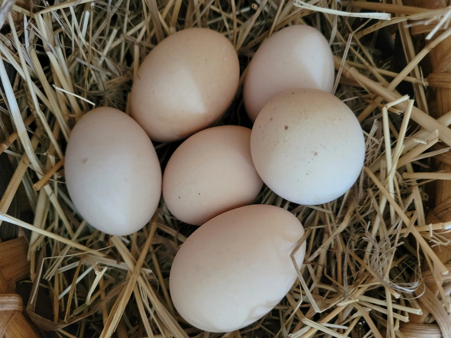 Rhode Island Red ägg