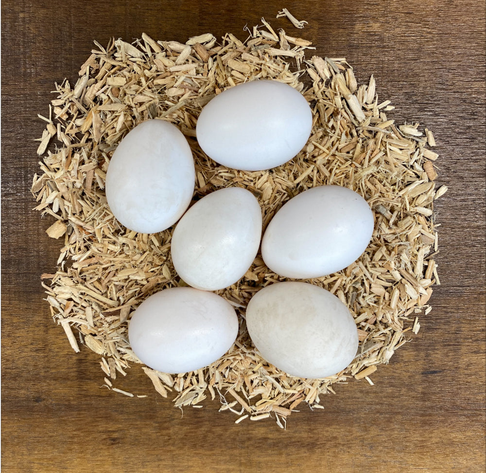 Gammelsvensk Leghorn ägg