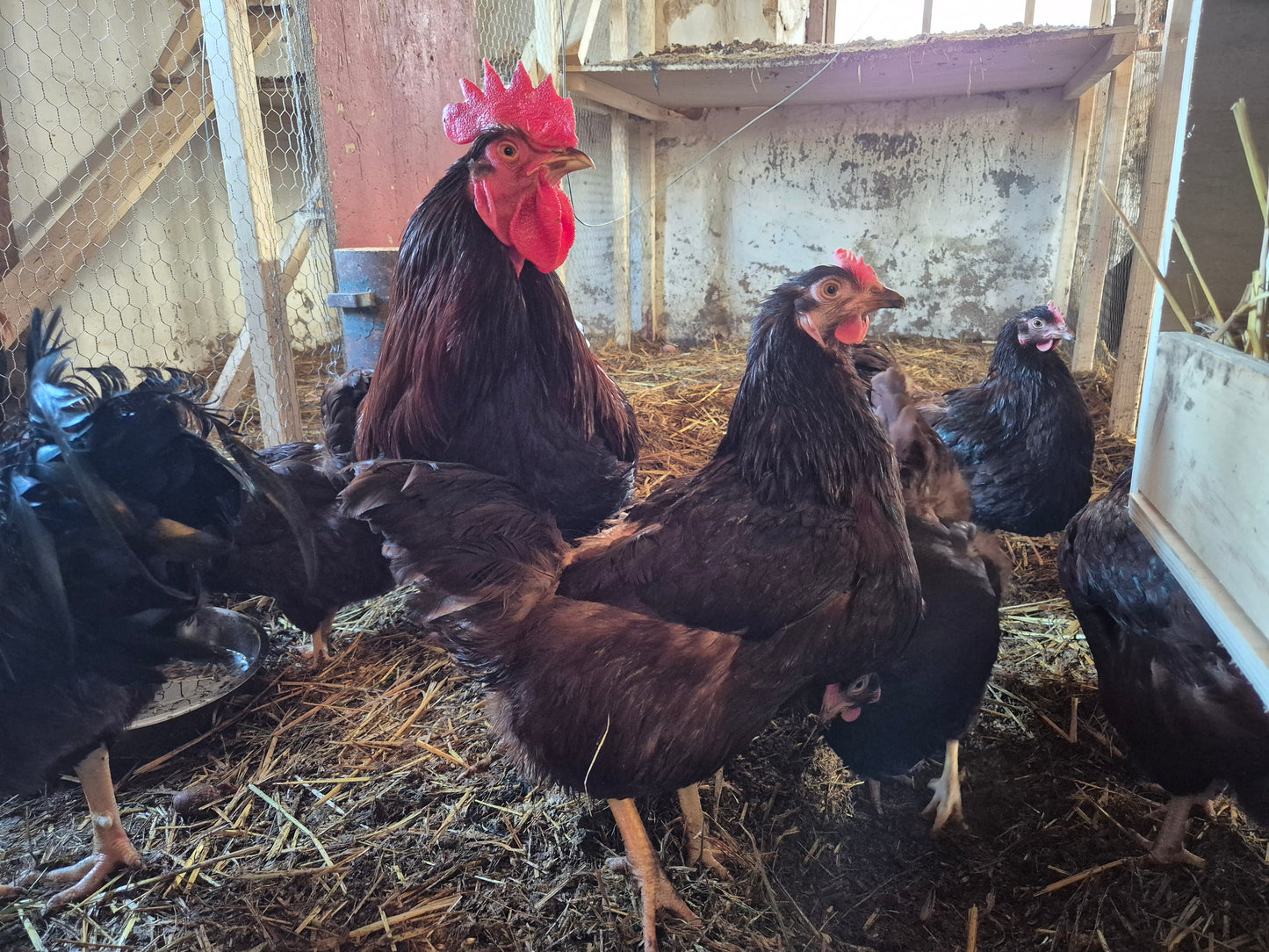 Rhode Island Red kyckling