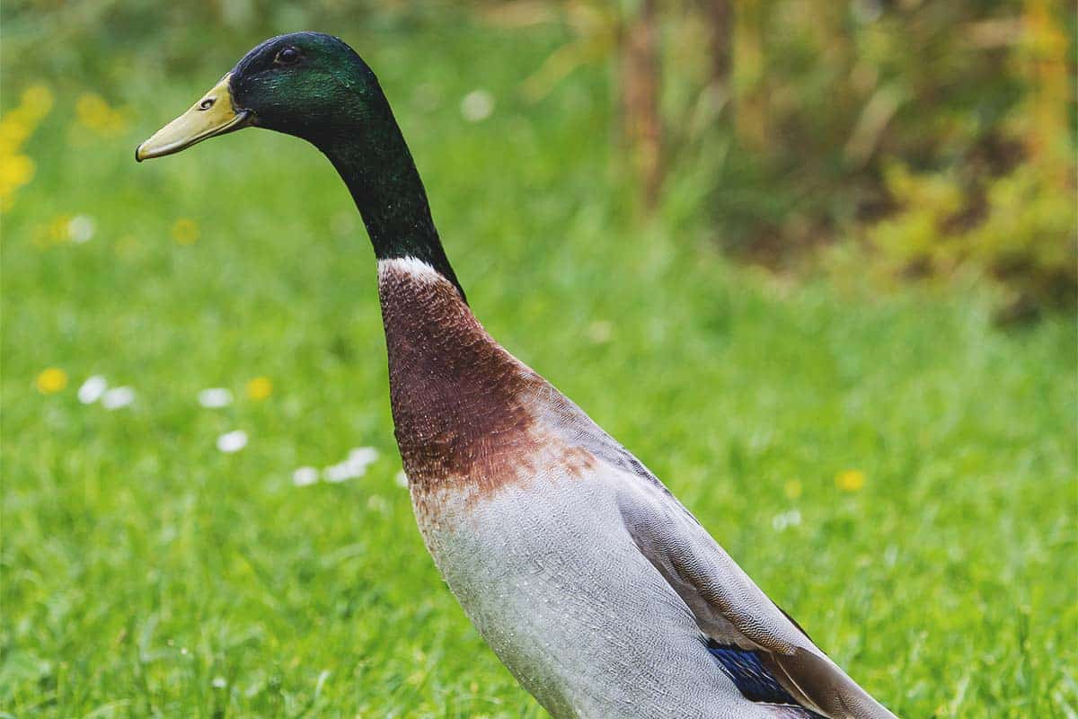 Ankägg