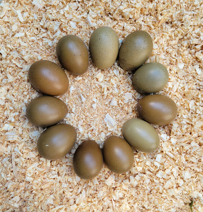 Olivläggare ägg