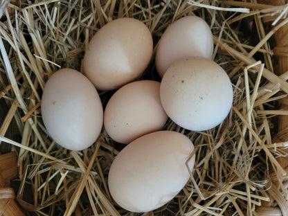 Rhode Island Red ägg