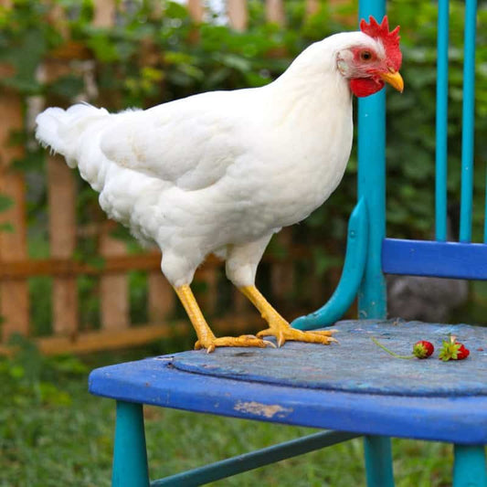 Gammelsvensk Leghorn ägg