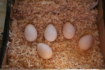 Kalkon ägg
