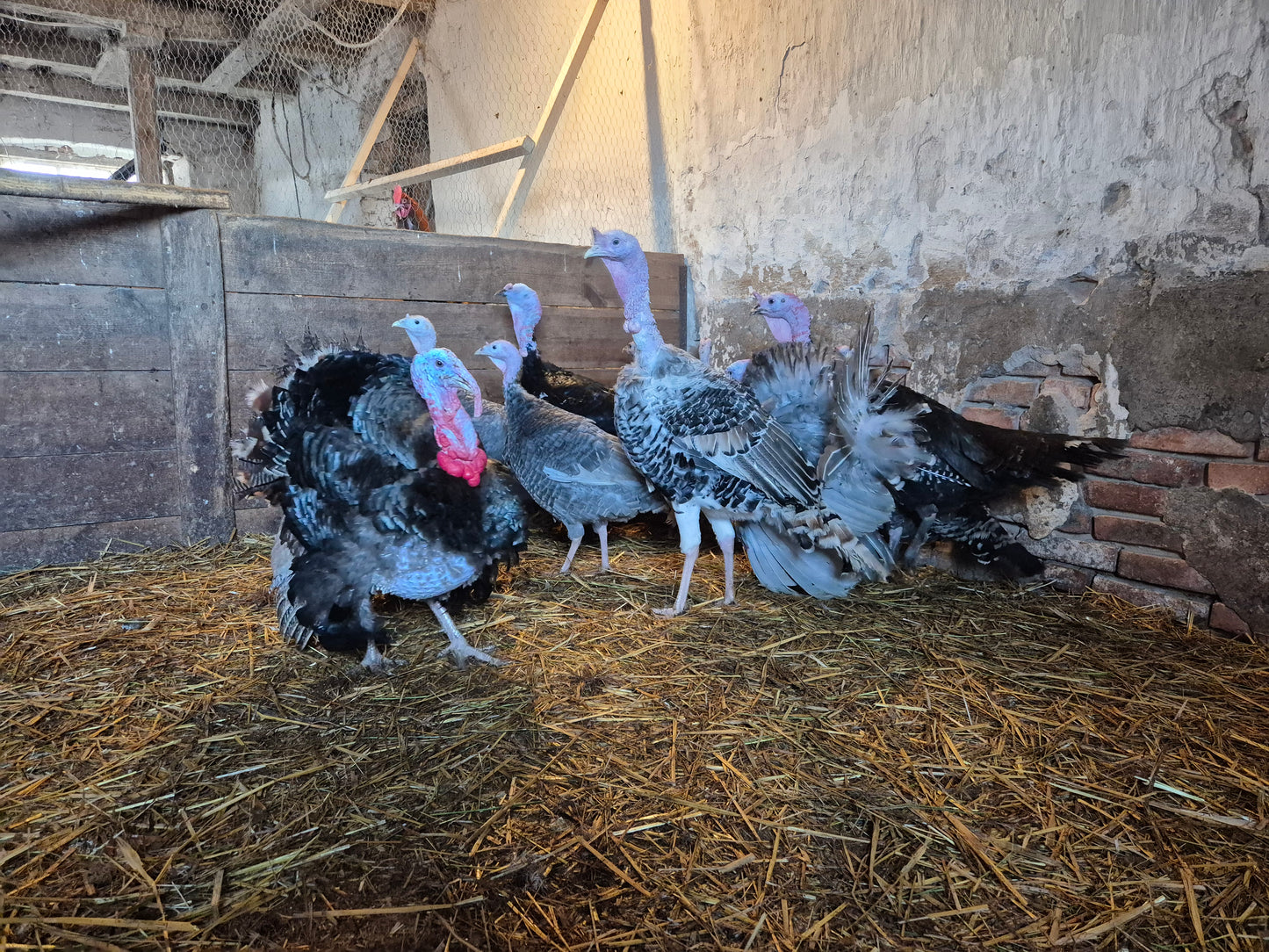 Kalkon ägg