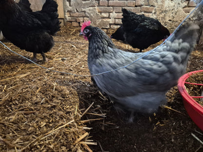 Olivläggare ägg