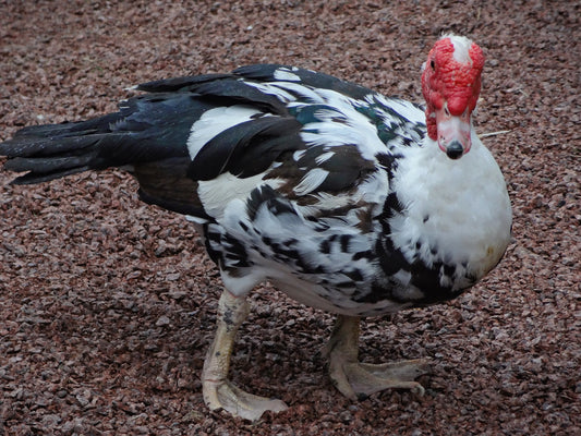 Myskanka ägg