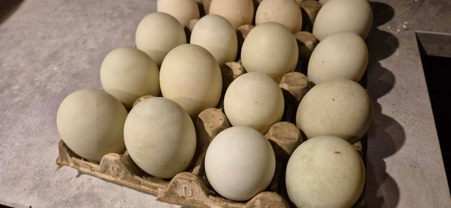 Indisk löpank ägg