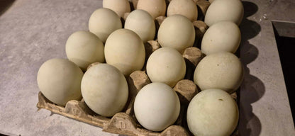 Indisk löpank ägg