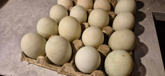 Indisk löpank ägg