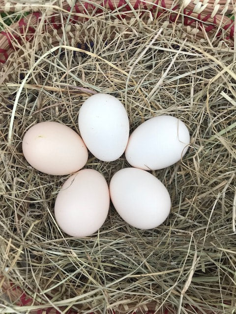 Bresse ägg