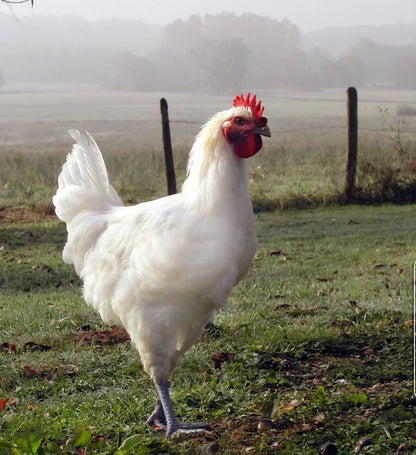 Bresse ägg